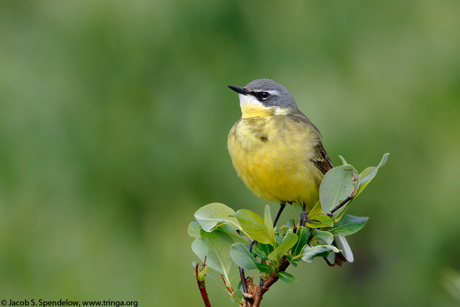 Eastern Yellow Wagtail