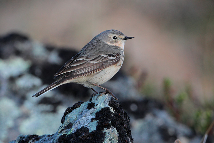 American Pipit