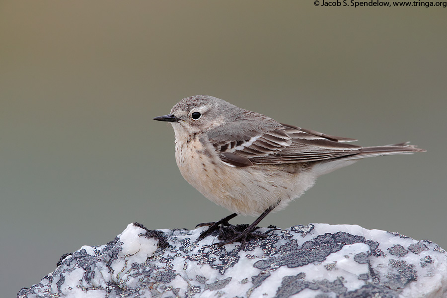 American Pipit