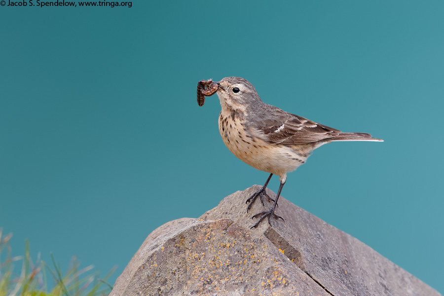 American Pipit