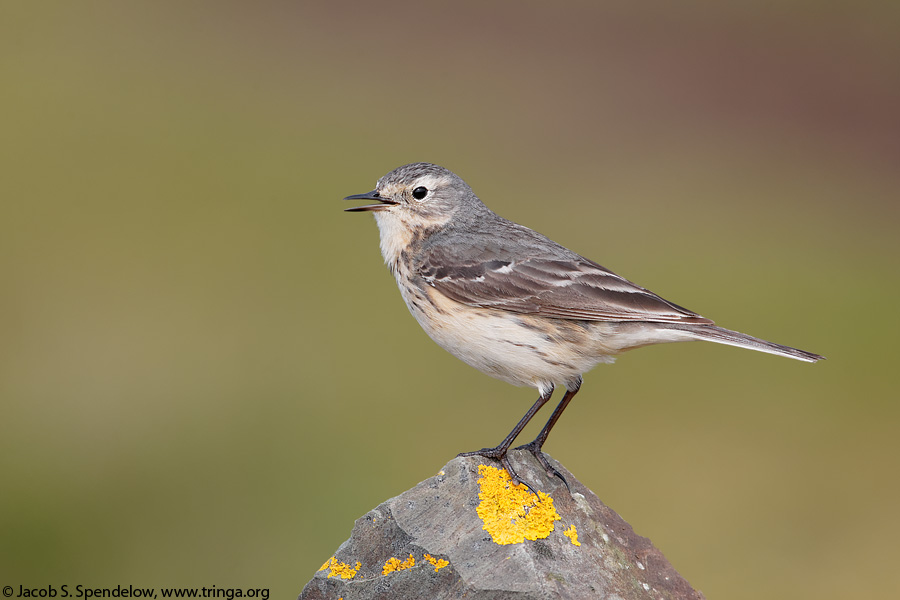 American Pipit