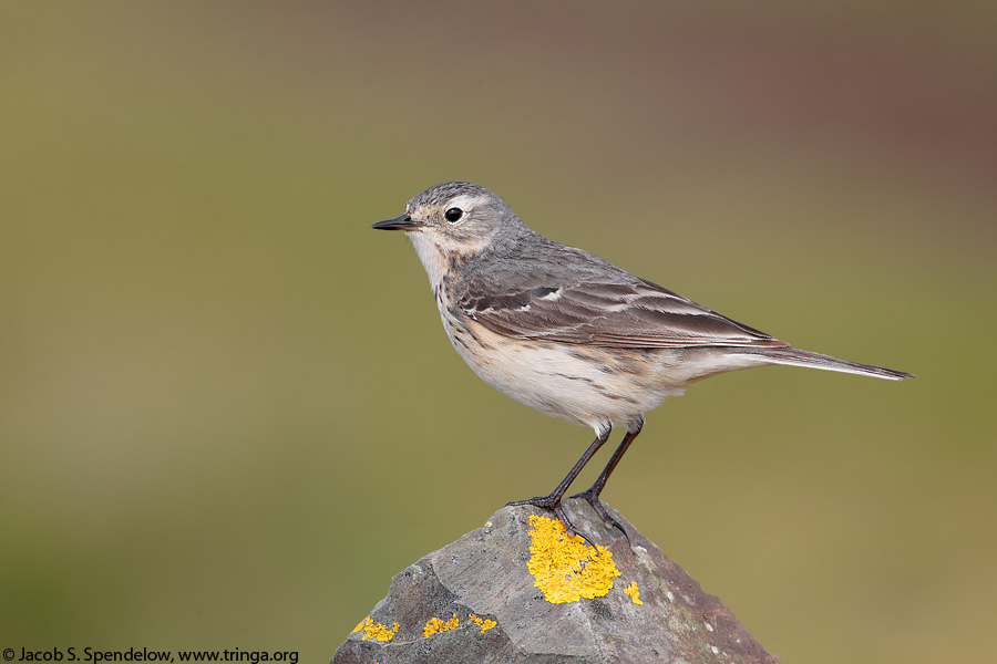 American Pipit