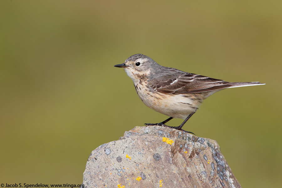 American Pipit