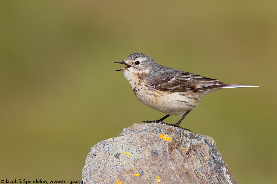 American Pipit