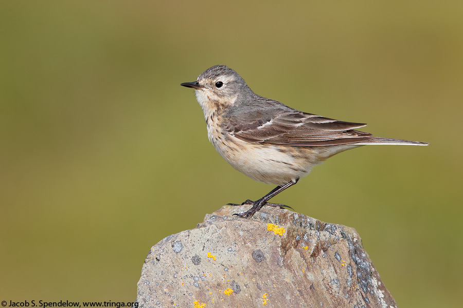 American Pipit