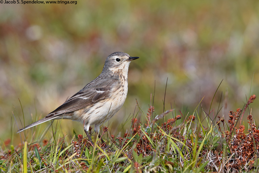 American Pipit