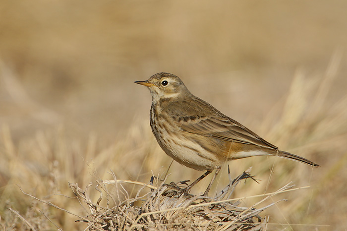 American Pipit