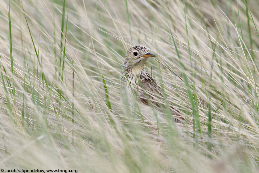 Sprague's Pipit