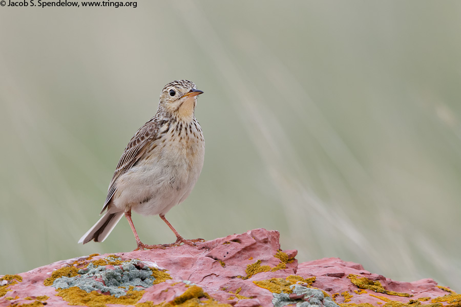 Sprague's Pipit