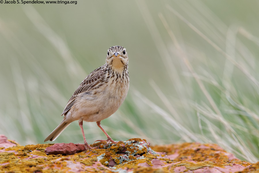 Sprague's Pipit