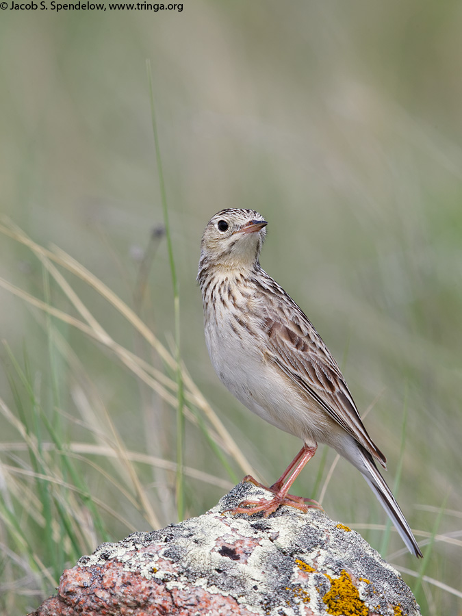 Sprague's Pipit