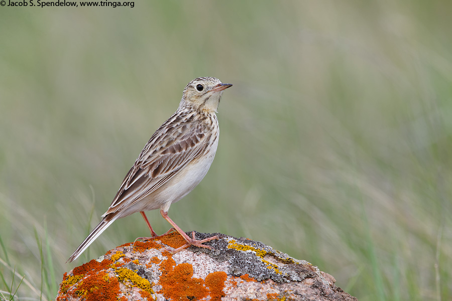 Spragues Pipit