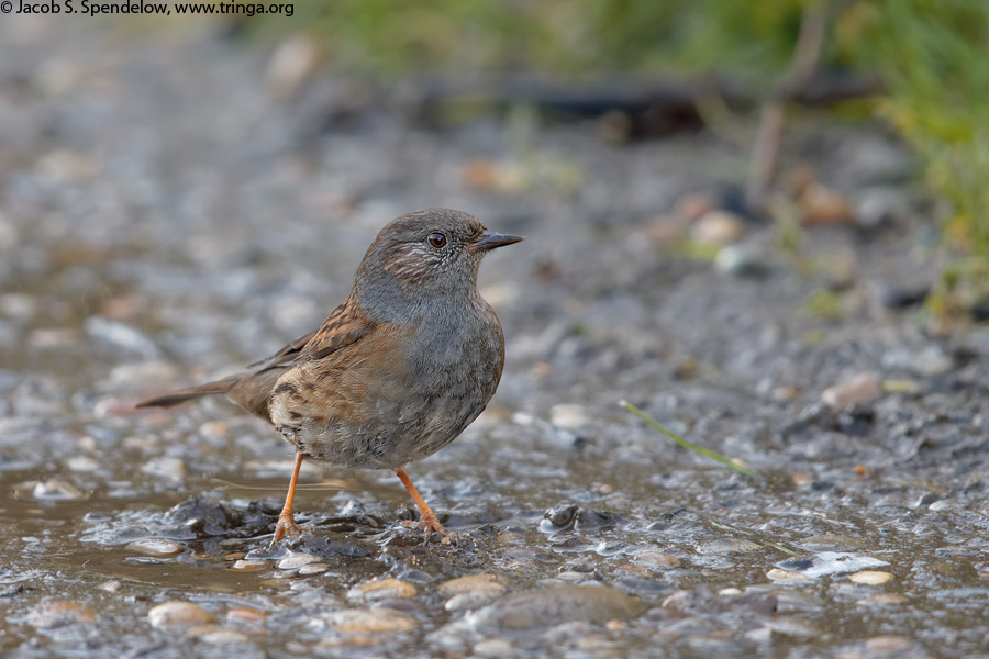 Dunnock