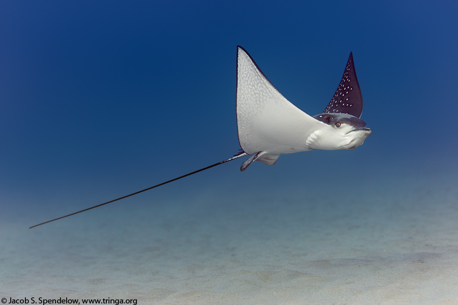 Spotted Eagle Ray