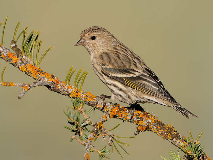 Pine Siskin