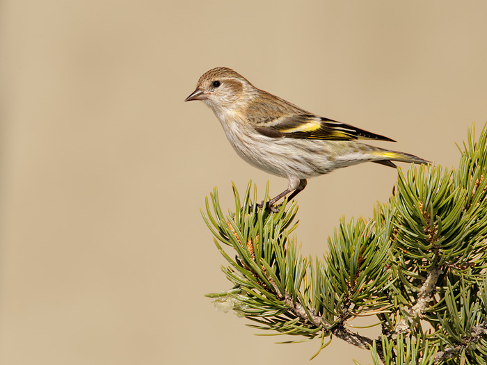 Pine Siskin