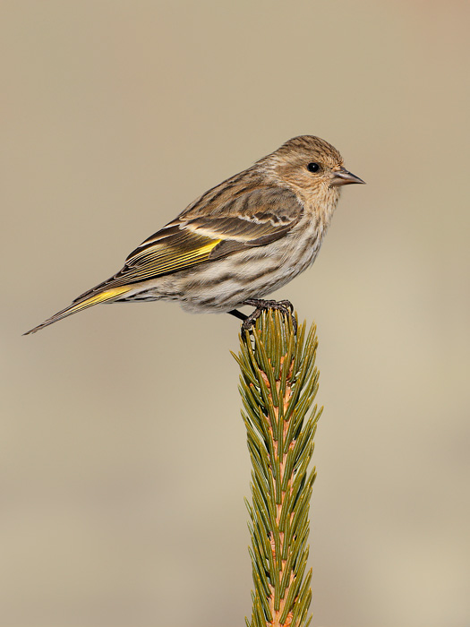 Pine Siskin