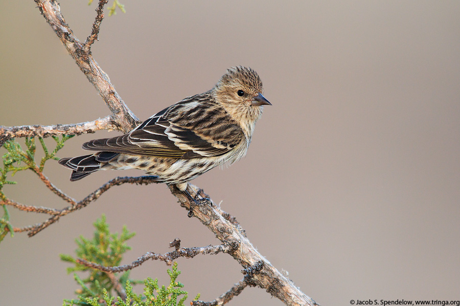 Pine Siskin