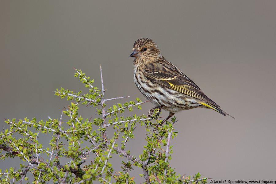 Pine Siskin