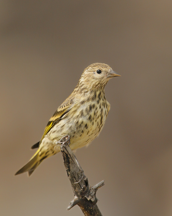 Pine Siskin