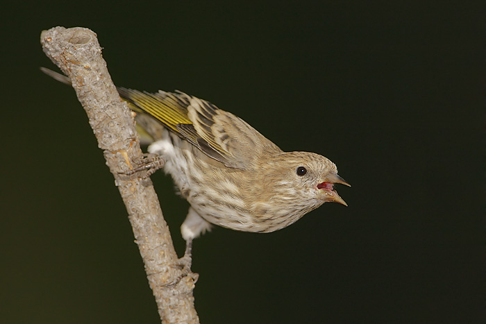 Pine Siskin