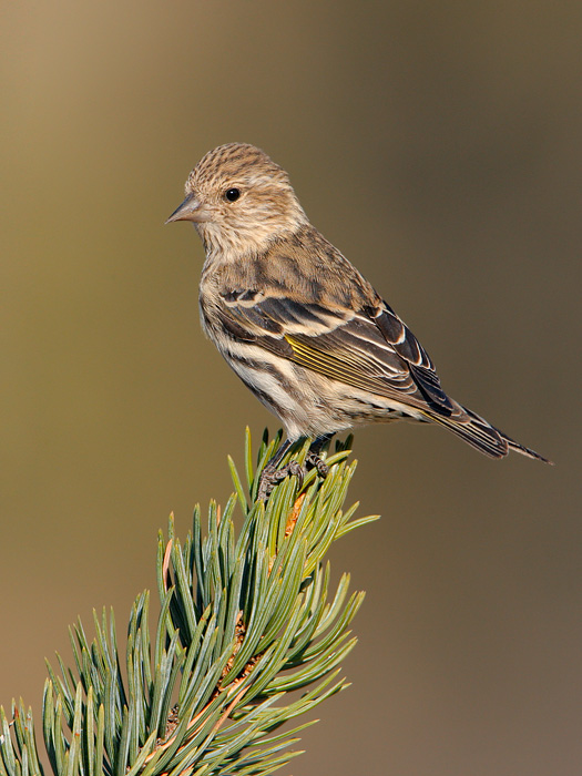 Pine Siskin