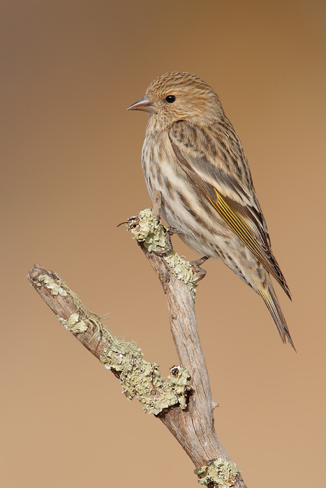 Pine Siskin