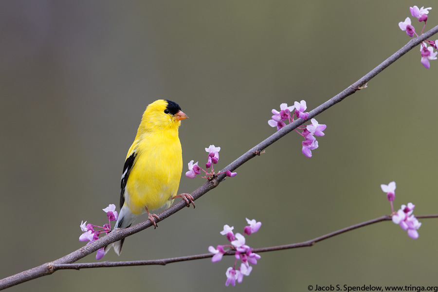 American Goldfinch