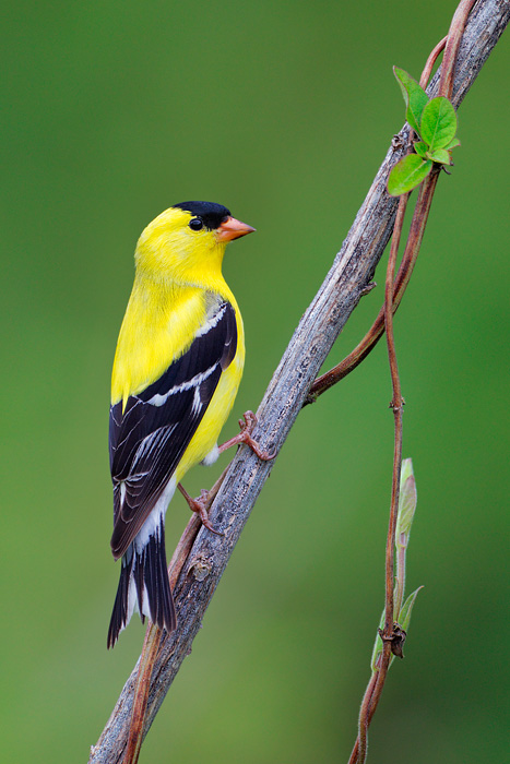 American Goldfinch