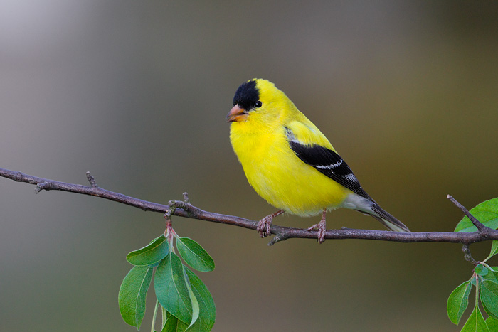 American Goldfinch