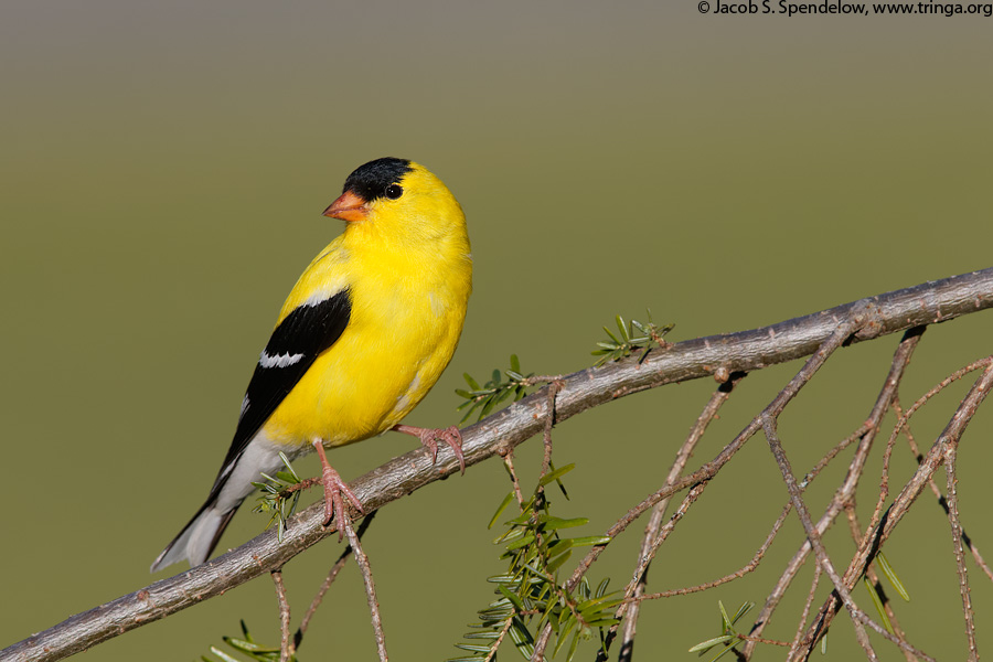 American Goldfinch