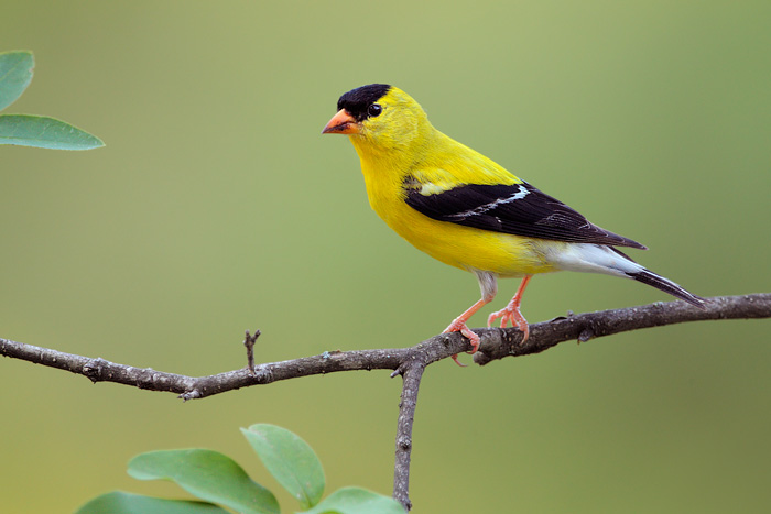 American Goldfinch