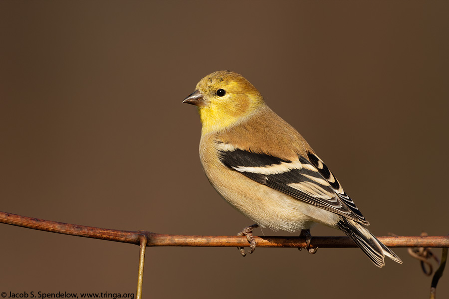 American Goldfinch