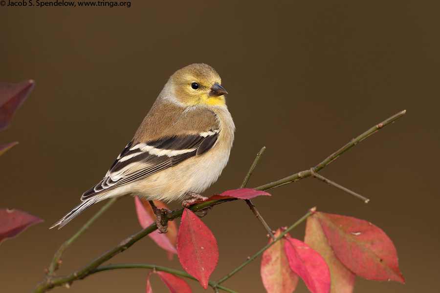 American Goldfinch