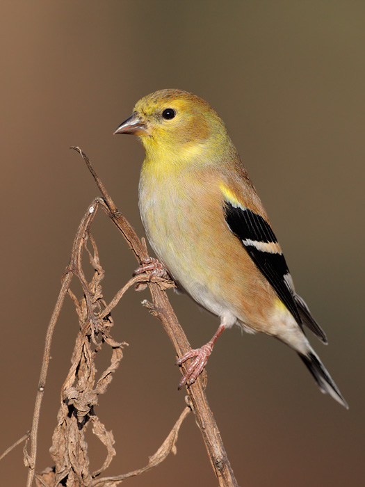 American Goldfinch