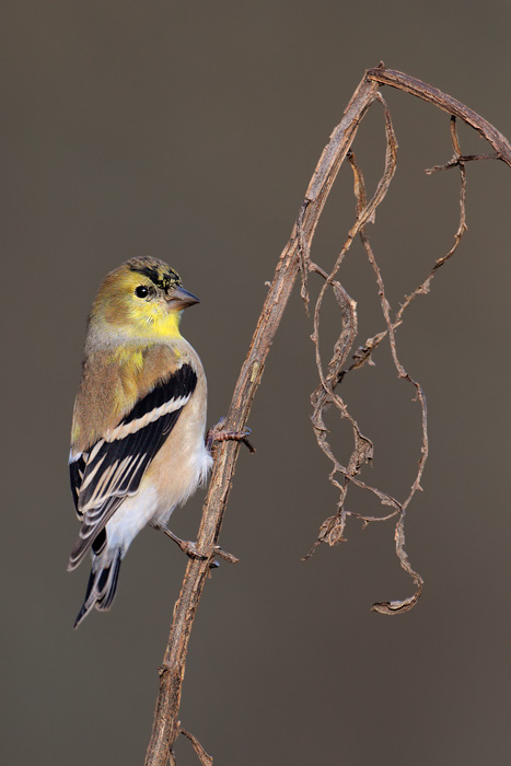 American Goldfinch