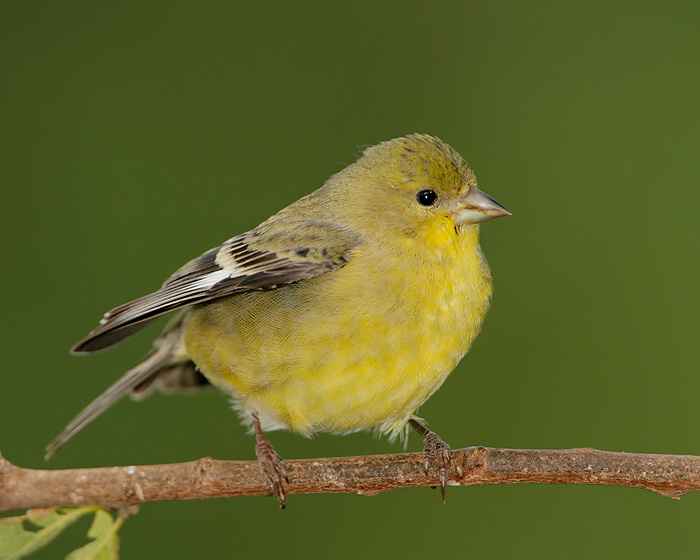 Lesser Goldfinch