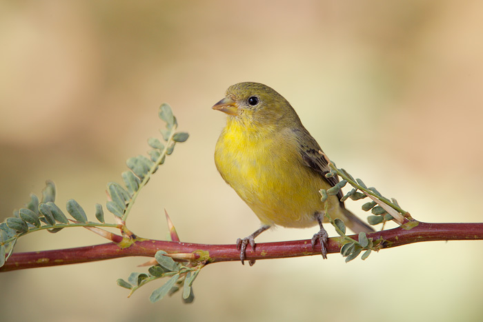 Lesser Goldfinch