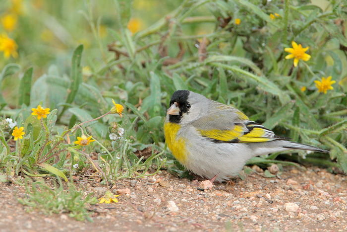 Lawrence's Goldfinch