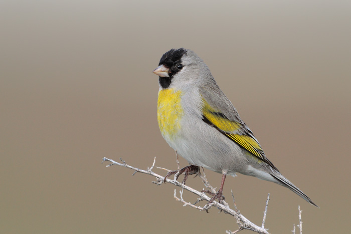 Lawrence's Goldfinch