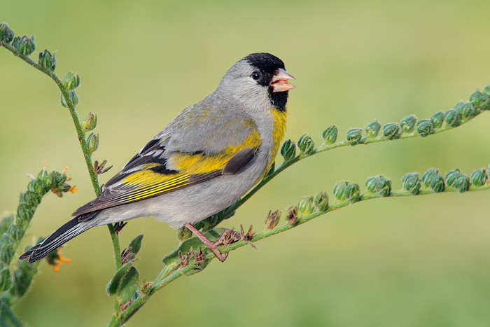 Lawrence's Goldfinch