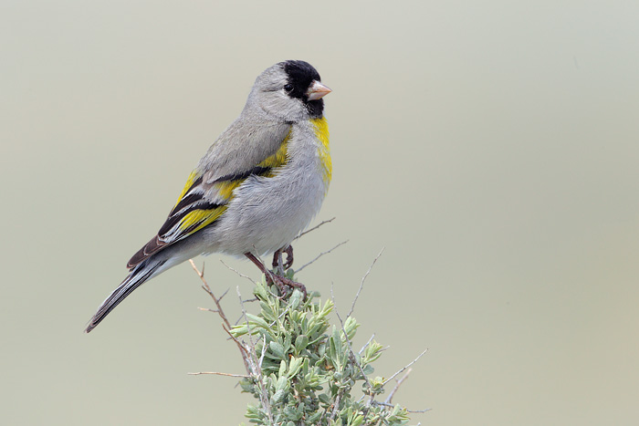 Lawrence's Goldfinch