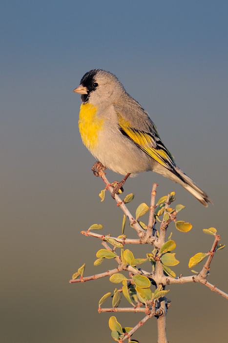 Lawrence's Goldfinch