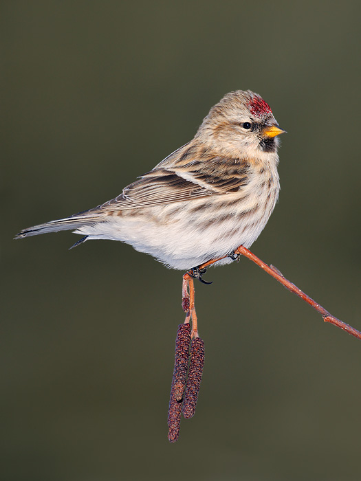 Hoary Redpoll