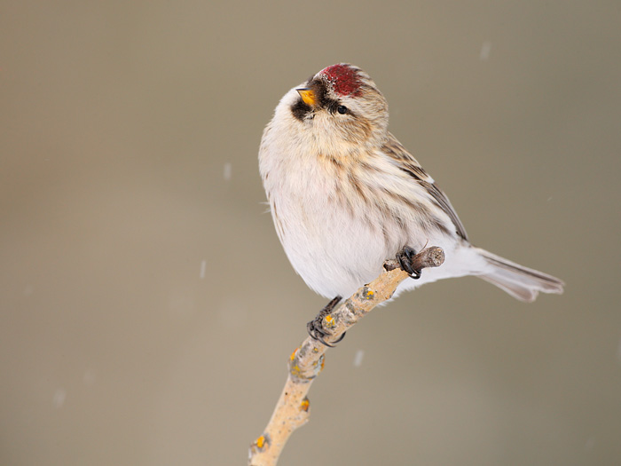 Hoary Redpoll