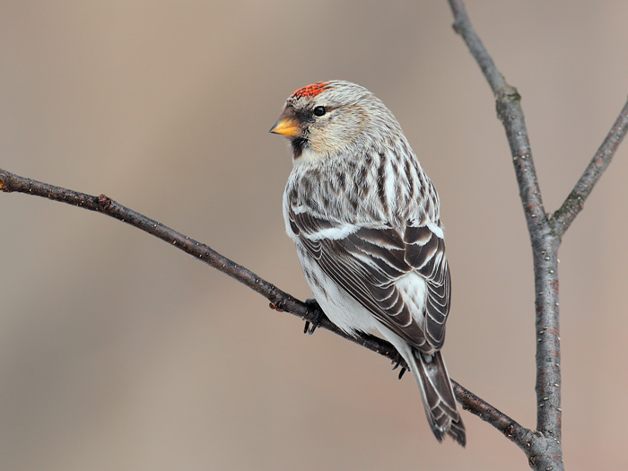 Hoary Redpoll (Hornemann's Race)