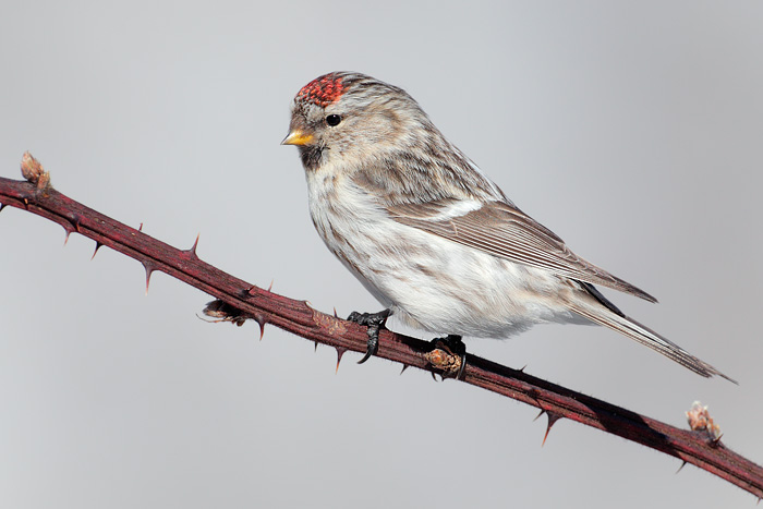 Hoary Redpoll (Exilipes Race)