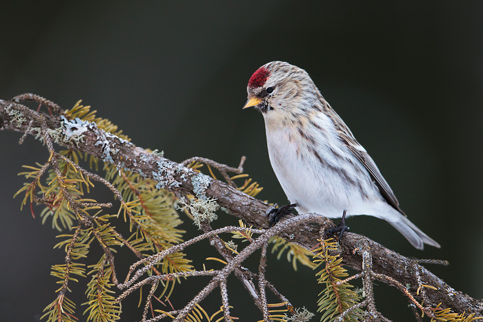 Hoary Redpoll