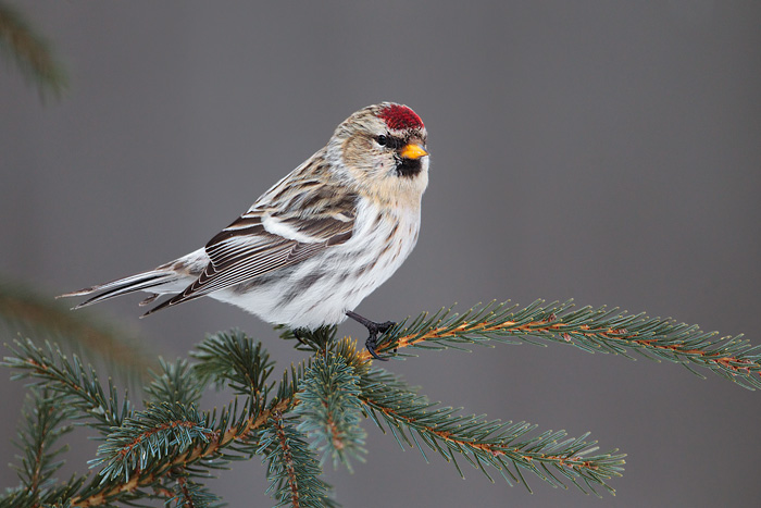 Hoary Redpoll