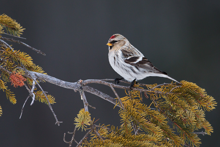 Hoary Redpoll